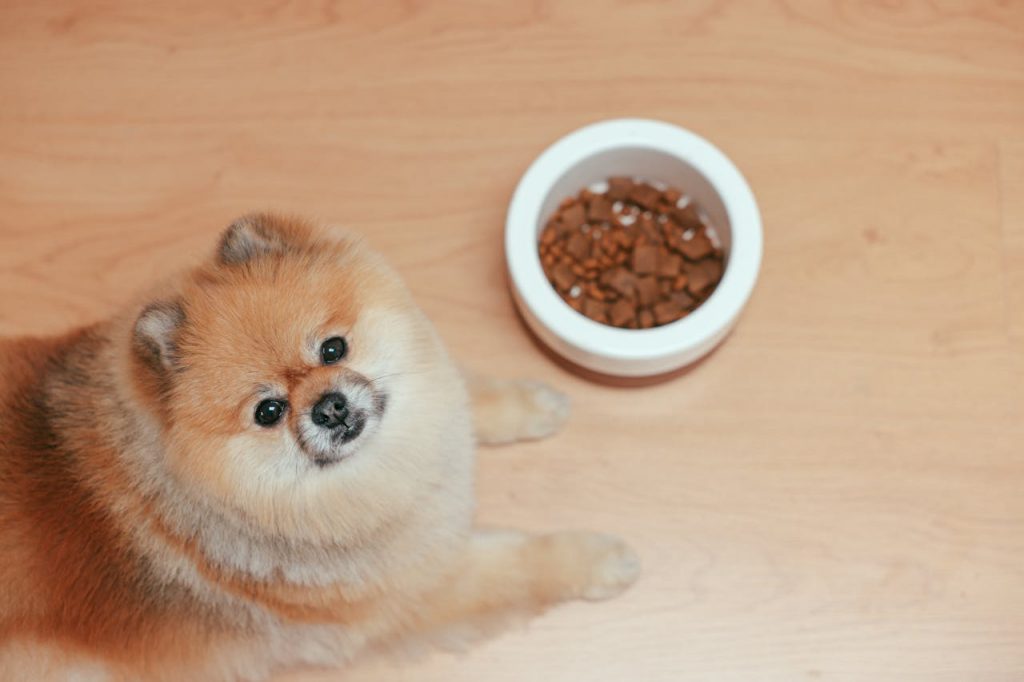 The Everyday Benefits of Choosing Better Dog Nutrition