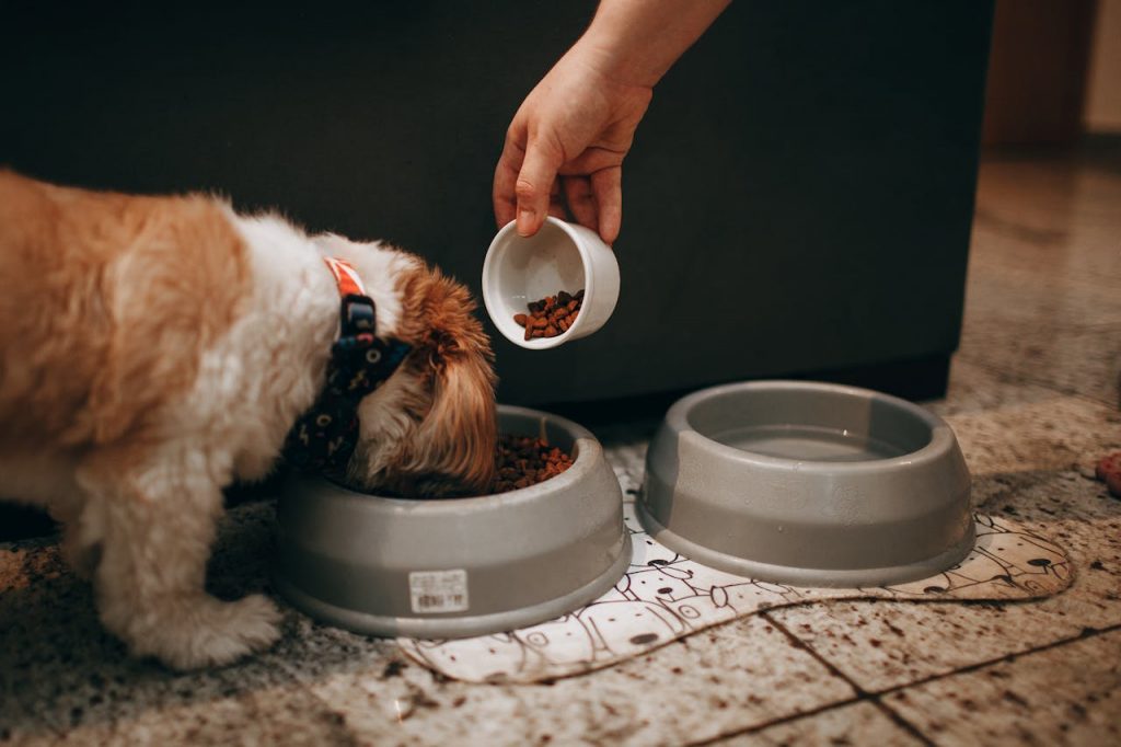 Understanding What Truly Makes a Balanced Dog Diet