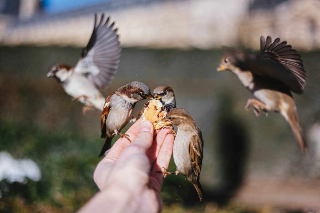Wie man seinen Garten in ein Wildtierparadies verwandelt