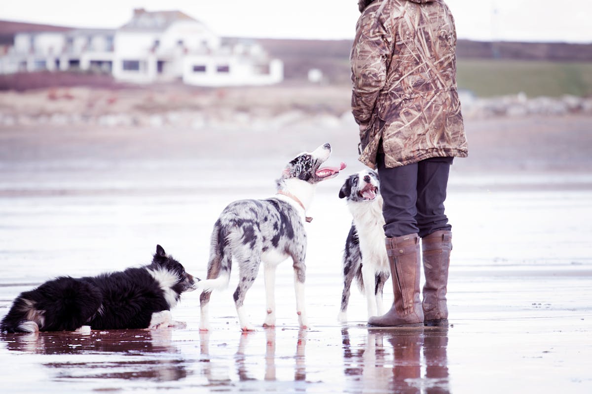 Best Destinations for House-Sitting Adventures