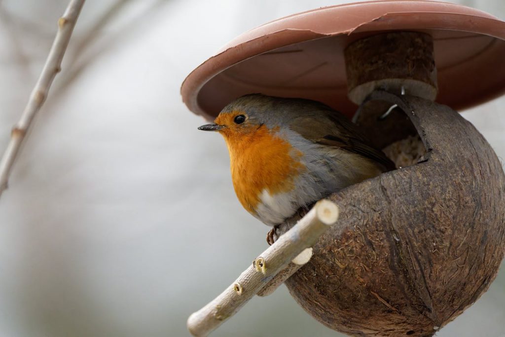 Wie Sie einen vogelfreundlichen Garten anlegen